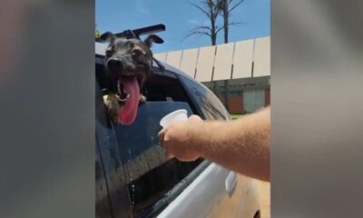 La mascota se veía muy afectada por el calor. Foto: Captura.