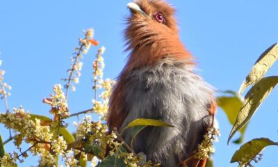 El tingazú (Piaya cayana) abriendo sus plumas. Foto: J. M. Paredes.