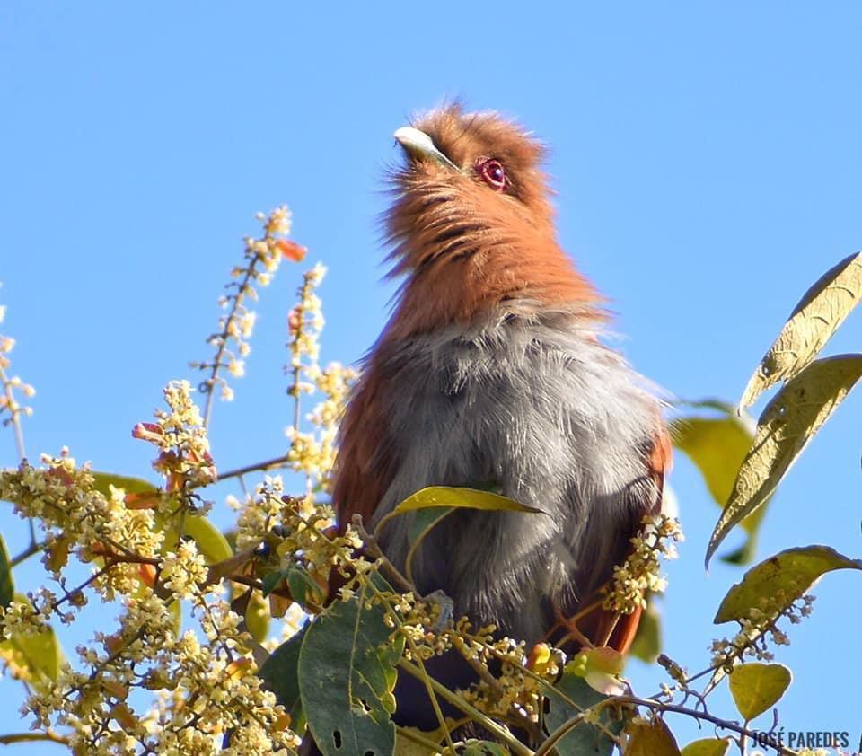 El tingazú (Piaya cayana) abriendo sus plumas. Foto: J. M. Paredes.