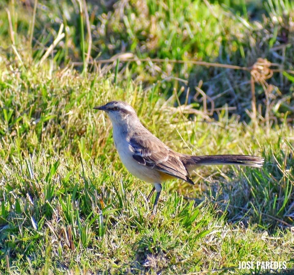 La calandría común (Mimus saturninus) con su típico e inconfundible movimiento de cola. Foto:J.M. Paredes.