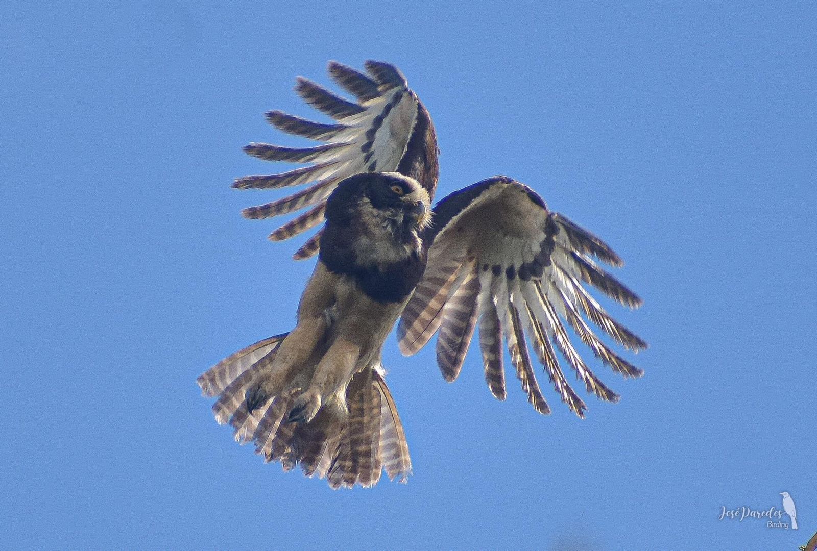 El lechuzón mocho chico manteniéndose en el aire con el despliegue de sus alas. Foto: J. M.Pardes.