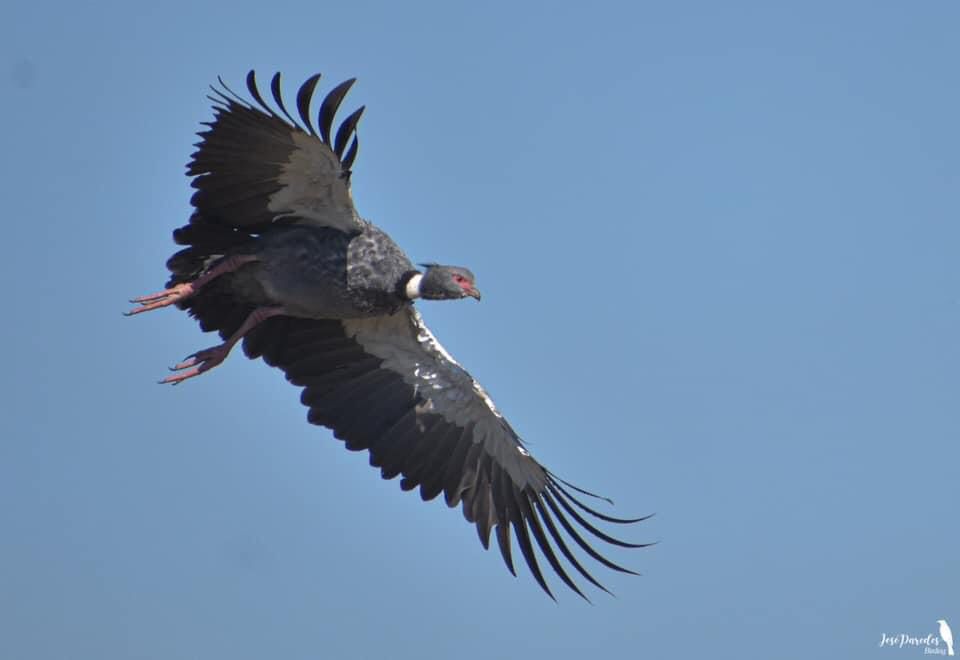 El chajá (Chauna torquata) con su “pesado” vuelo. Foto: J. M. Paredes.