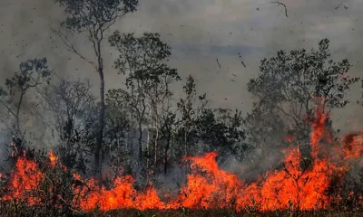 La deforestación y los incendios son solo unos de muchos factores que provocan este estado crítico de la Amazonía. Foto: DW.