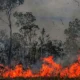 La deforestación y los incendios son solo unos de muchos factores que provocan este estado crítico de la Amazonía. Foto: DW.