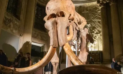 Imagen referencial de un esqueleto de mamut exhibido en Francia. DW.