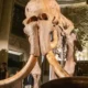 Imagen referencial de un esqueleto de mamut exhibido en Francia. DW.