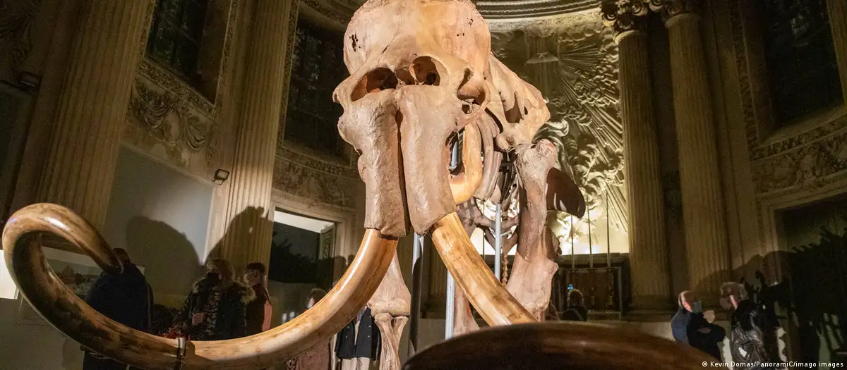 Imagen referencial de un esqueleto de mamut exhibido en Francia. DW.