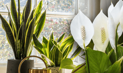 Plantas que ayudan a apaciguar el exceso de calor. Foto: La República.