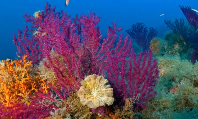 Corales en arrecifes. Foto: DW