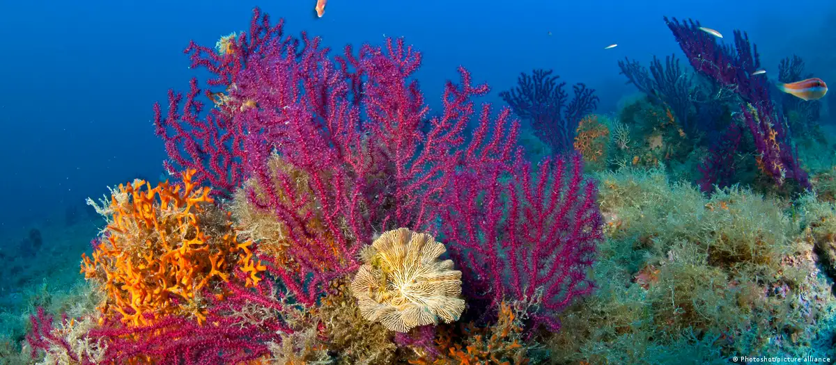 Corales en arrecifes. Foto: DW