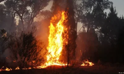 Incendio forestal. Foto: DW.