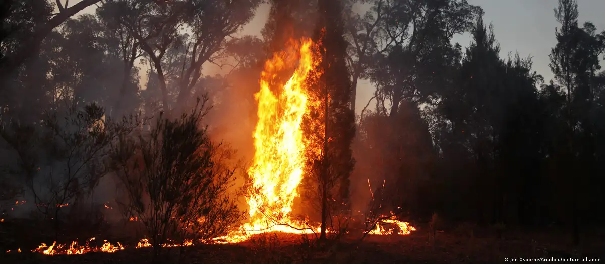 Incendio forestal. Foto: DW.