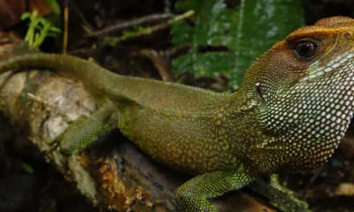 El ejemplar "Enyalioides dickinsoni", nombre científico del reptil hallado en Perú. Foto: DW.