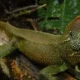 El ejemplar "Enyalioides dickinsoni", nombre científico del reptil hallado en Perú. Foto: DW.