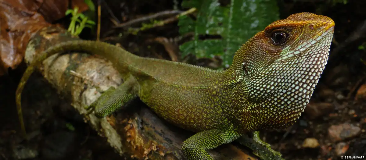 El ejemplar "Enyalioides dickinsoni", nombre científico del reptil hallado en Perú. Foto: DW.