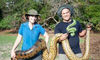 Anaconda verde. Foto:DW.