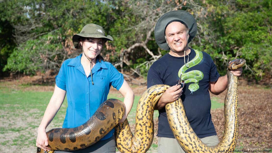 Anaconda verde. Foto:DW.