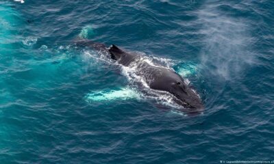 Ballena. Foto referencial. DW.