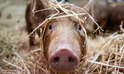 Cerdo. Foto: DW.