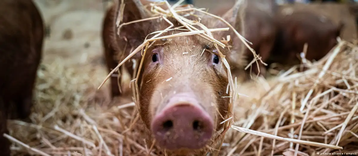 Cerdo. Foto: DW.