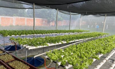 Lechuga hidropónica cultivada en Tacumbú. Foto: Ministerio de Justicia.