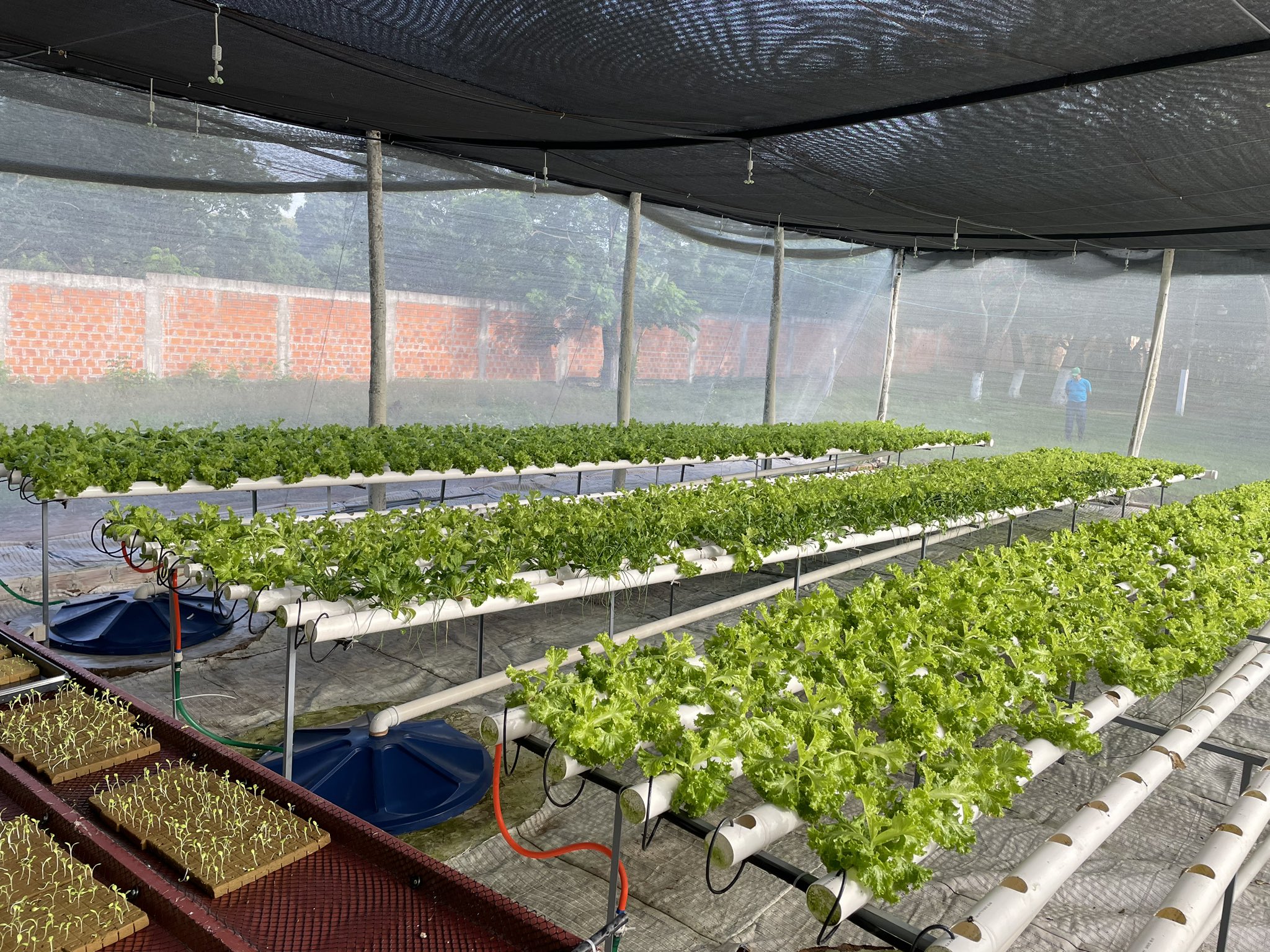 Lechuga hidropónica cultivada en Tacumbú. Foto: Ministerio de Justicia.