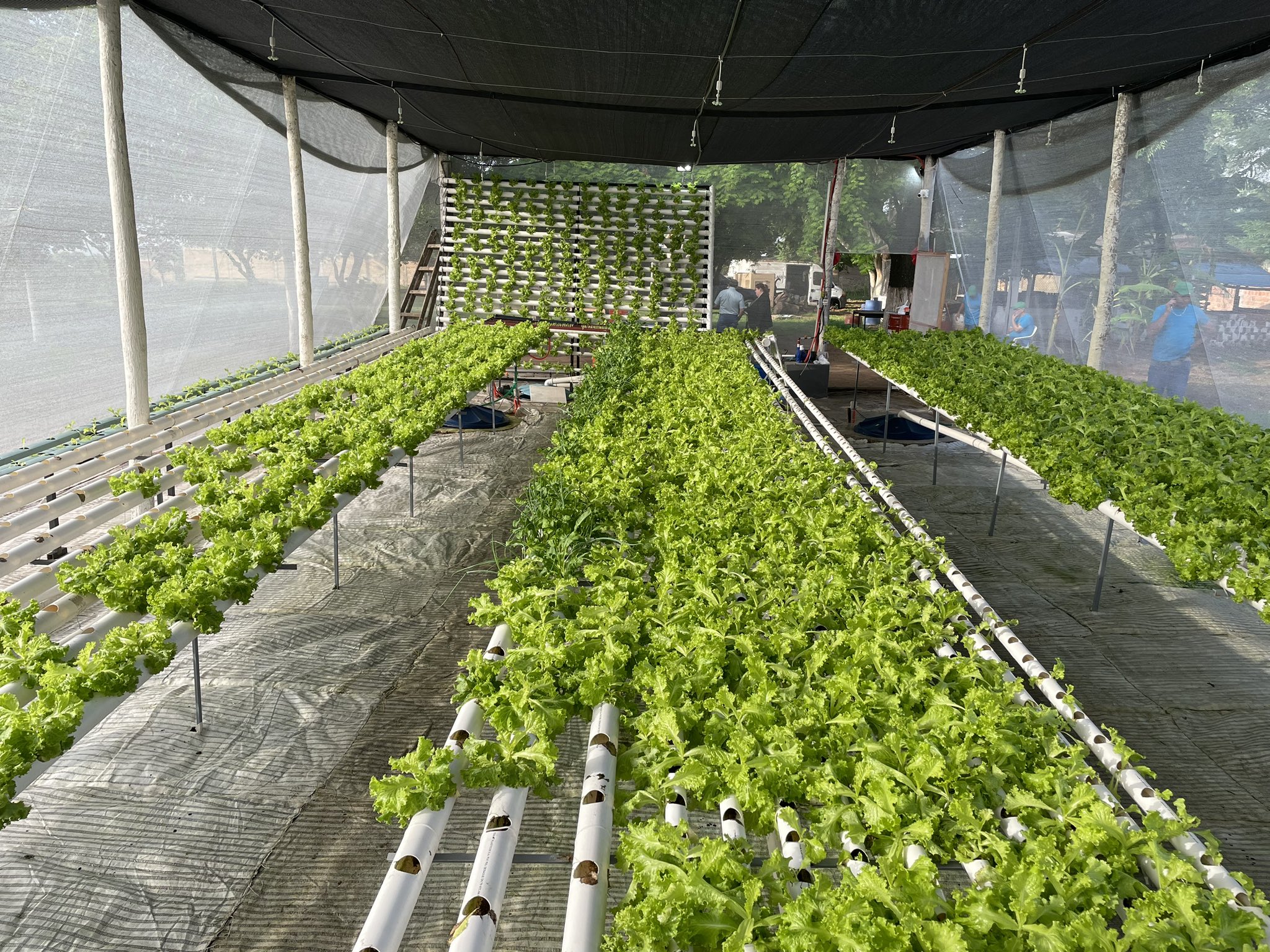 Lechuga hidropónica cultivada en Tacumbú. Foto: Ministerio de Justicia.