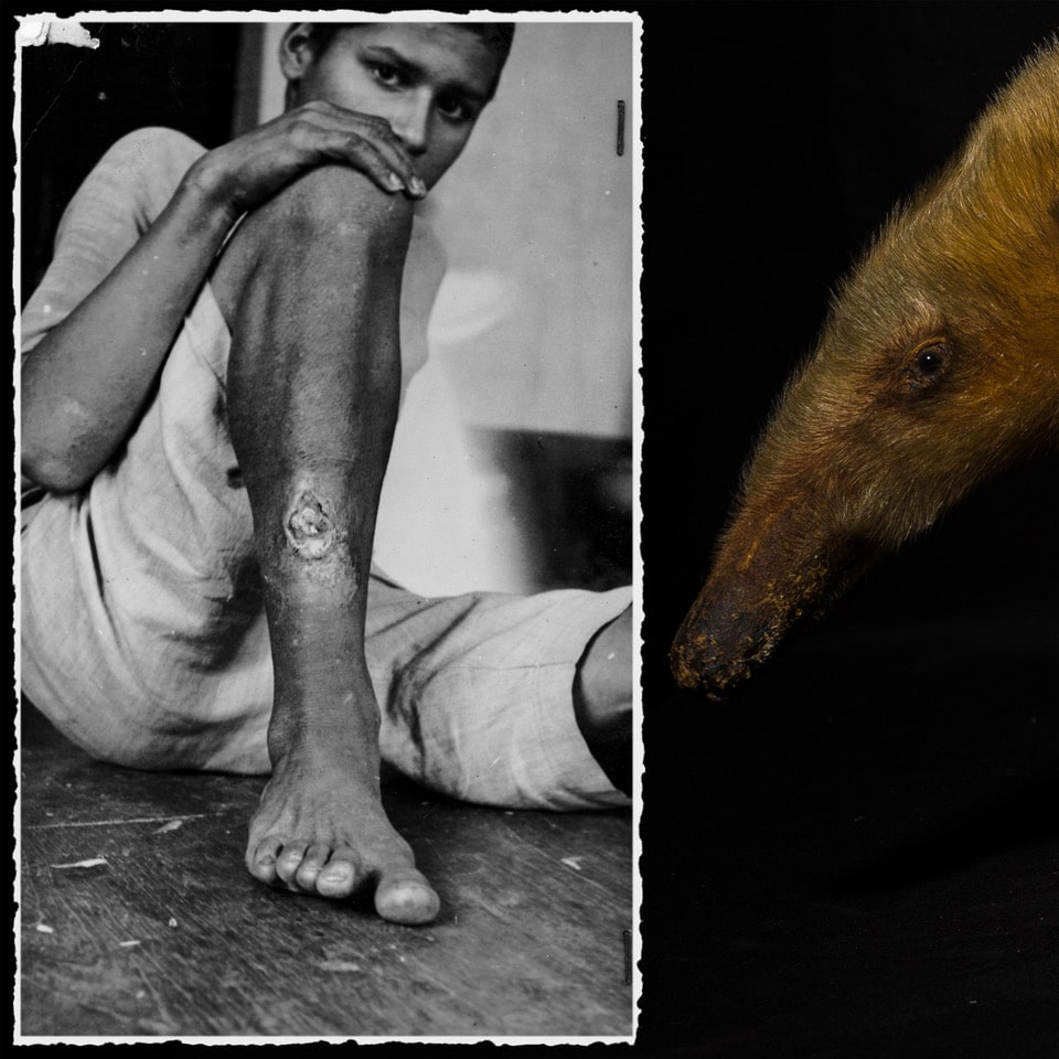 Alfredo Quiroz, Kaguare (Tamandua tetradactyla). Oso melero, 2023. Fotografía digital. Impresión sobre papel. Cortesía