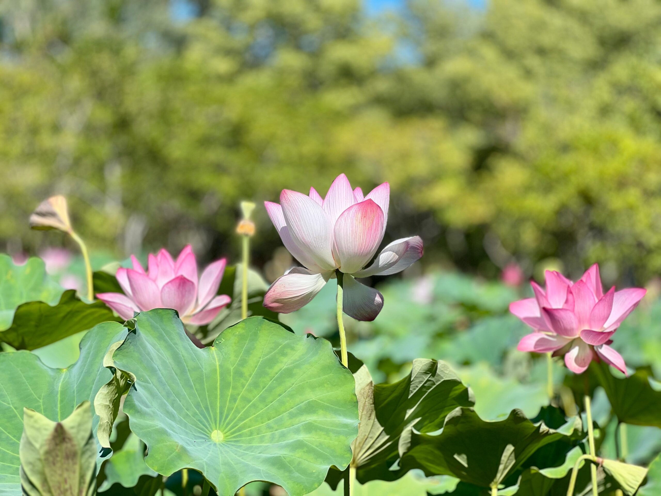 Flores de loto en el Parque Ñu Guasú. Foto: MOPC.