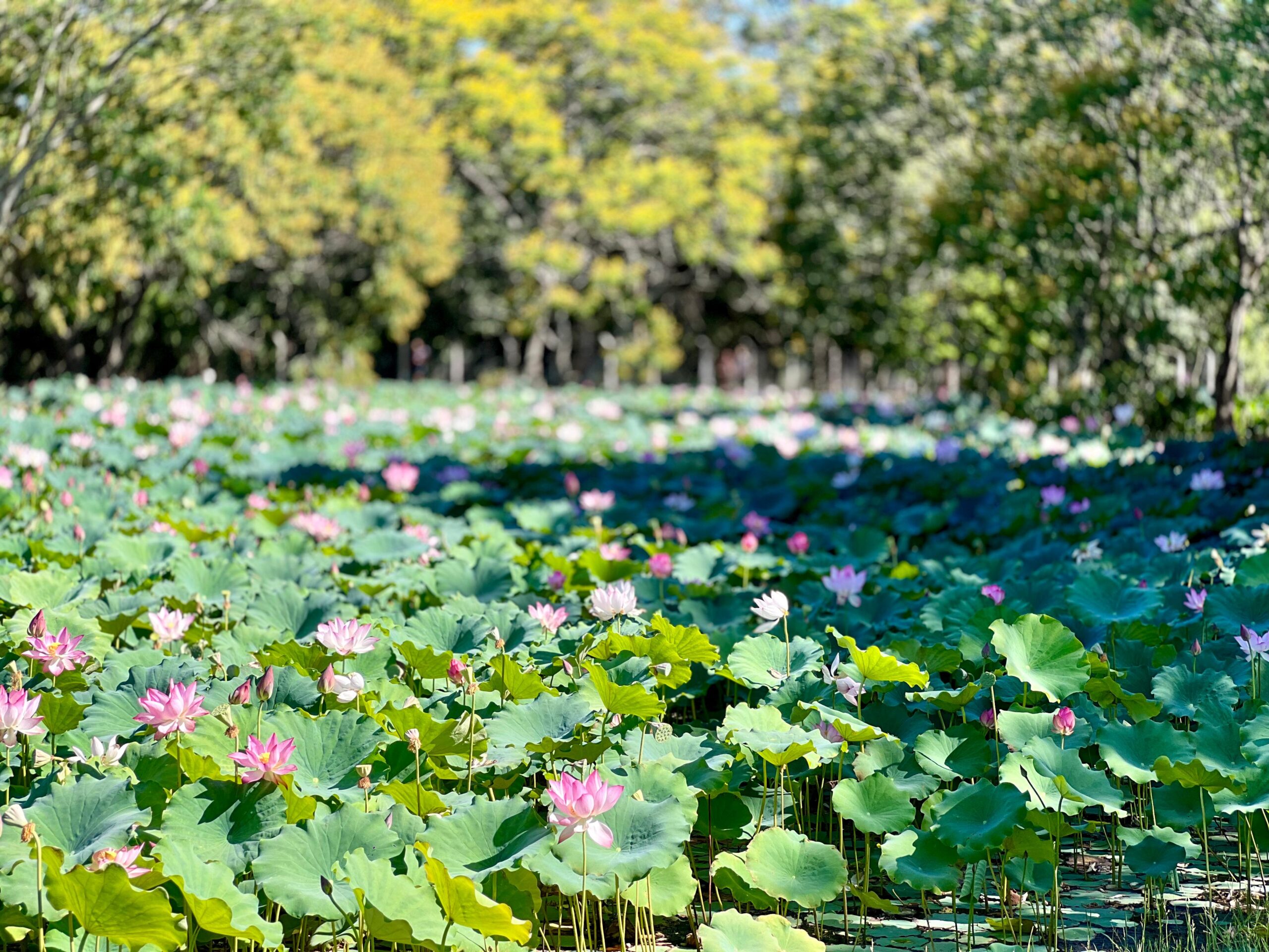 Flores de loto en el Parque Ñu Guasú. Foto: MOPC.