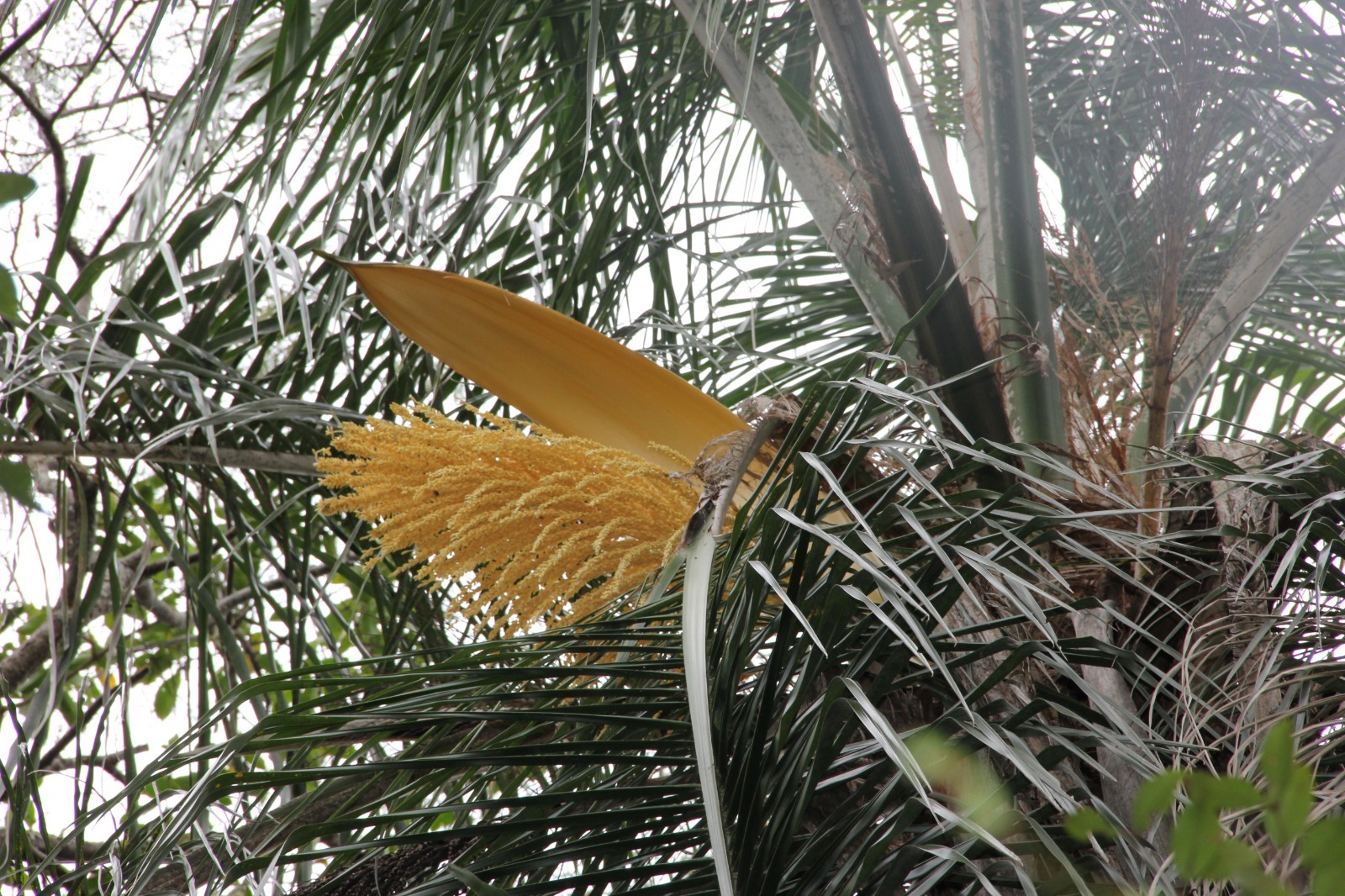 Hojas e inflorescencia del pindó. Foto: Lidia Pérez de Molas.