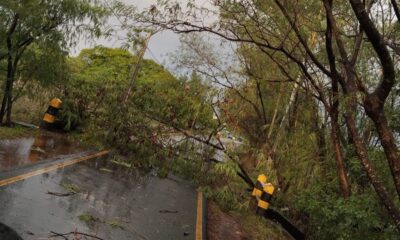 Árboles caídos en el Parque Ñu Guasú. Foto: MOPC.