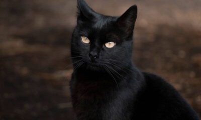 Gato negro. Foto: NationalGeographic.