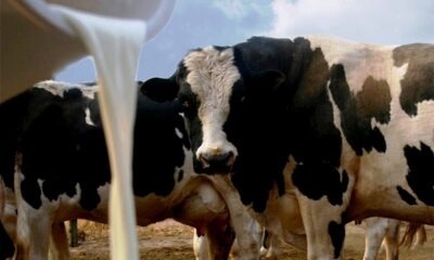 Producción de leche. Foto: Gentileza