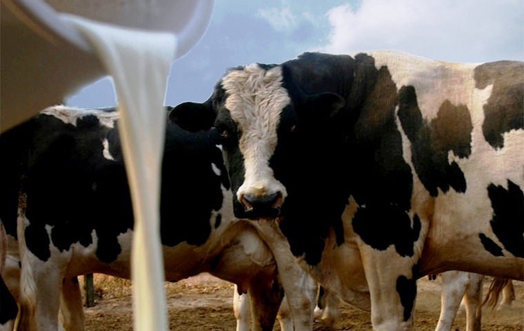 Producción de leche. Foto: Gentileza