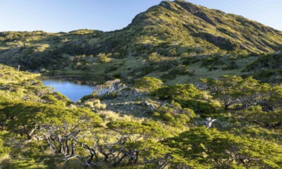 Isla Virgen en Chile. Foto: Biobiochile.cl (Hall & Hall).