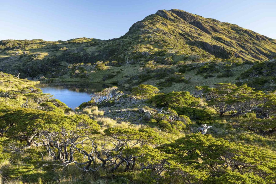 Isla Virgen en Chile. Foto: Biobiochile.cl (Hall & Hall).