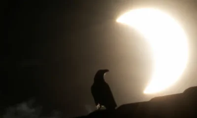 Un cuervo se posa sobre un techo durante un eclipse solar parcial en Nairobi, Kenia, en 2020. Foto: DW.