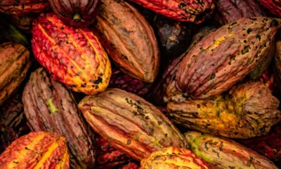 Frutos de la planta de cacao. Foto: DW.