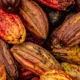 Frutos de la planta de cacao. Foto: DW.