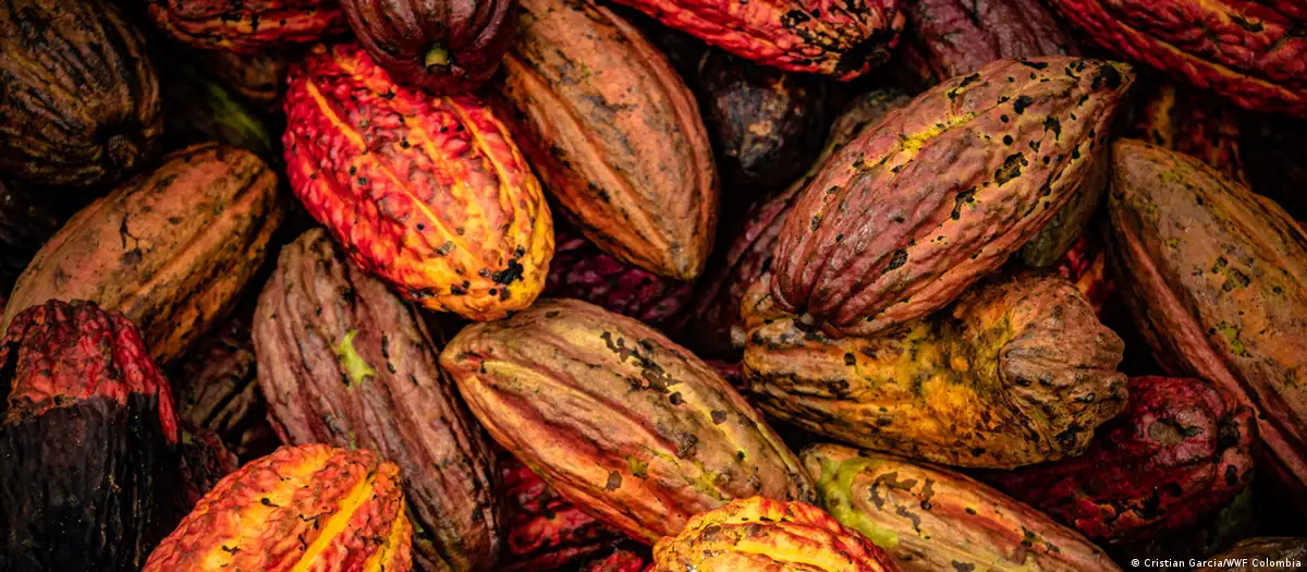 Frutos de la planta de cacao. Foto: DW.