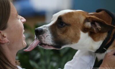 Interacción con perros. Foto: DW.