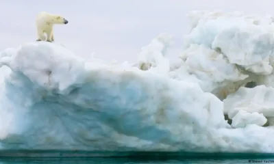 Los osos polares necesitan el hielo para poder sobrevivir. Foto: DW.