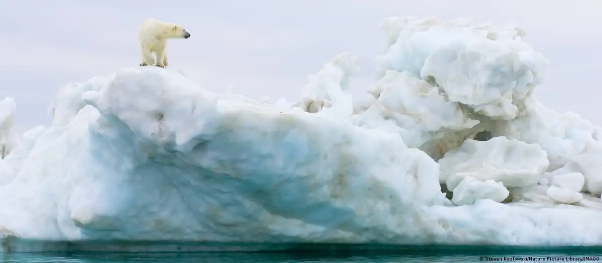 Los osos polares necesitan el hielo para poder sobrevivir. Foto: DW.