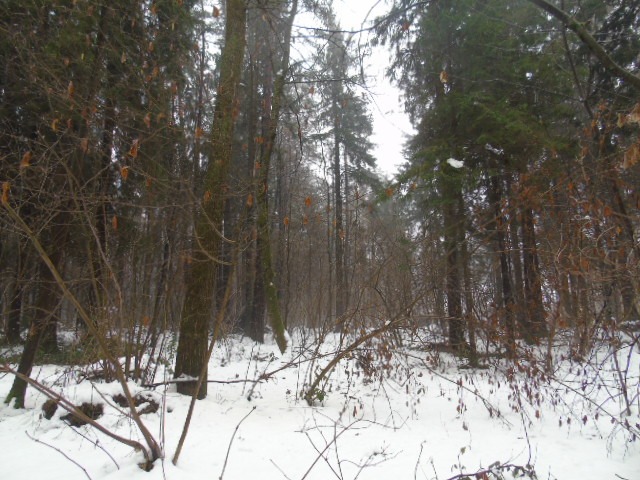 Bosque que circunda a Medvode © Gloria Scappini