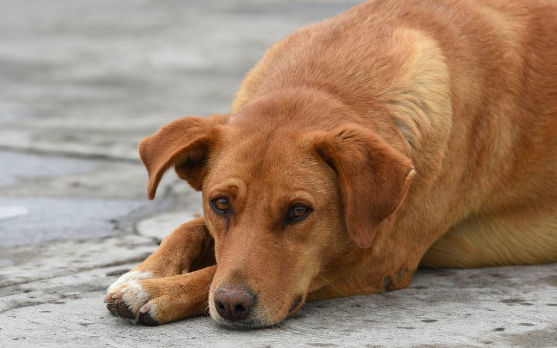 Control sanitario en perros. Foto: https://www.elsoldetampico.com.mx/