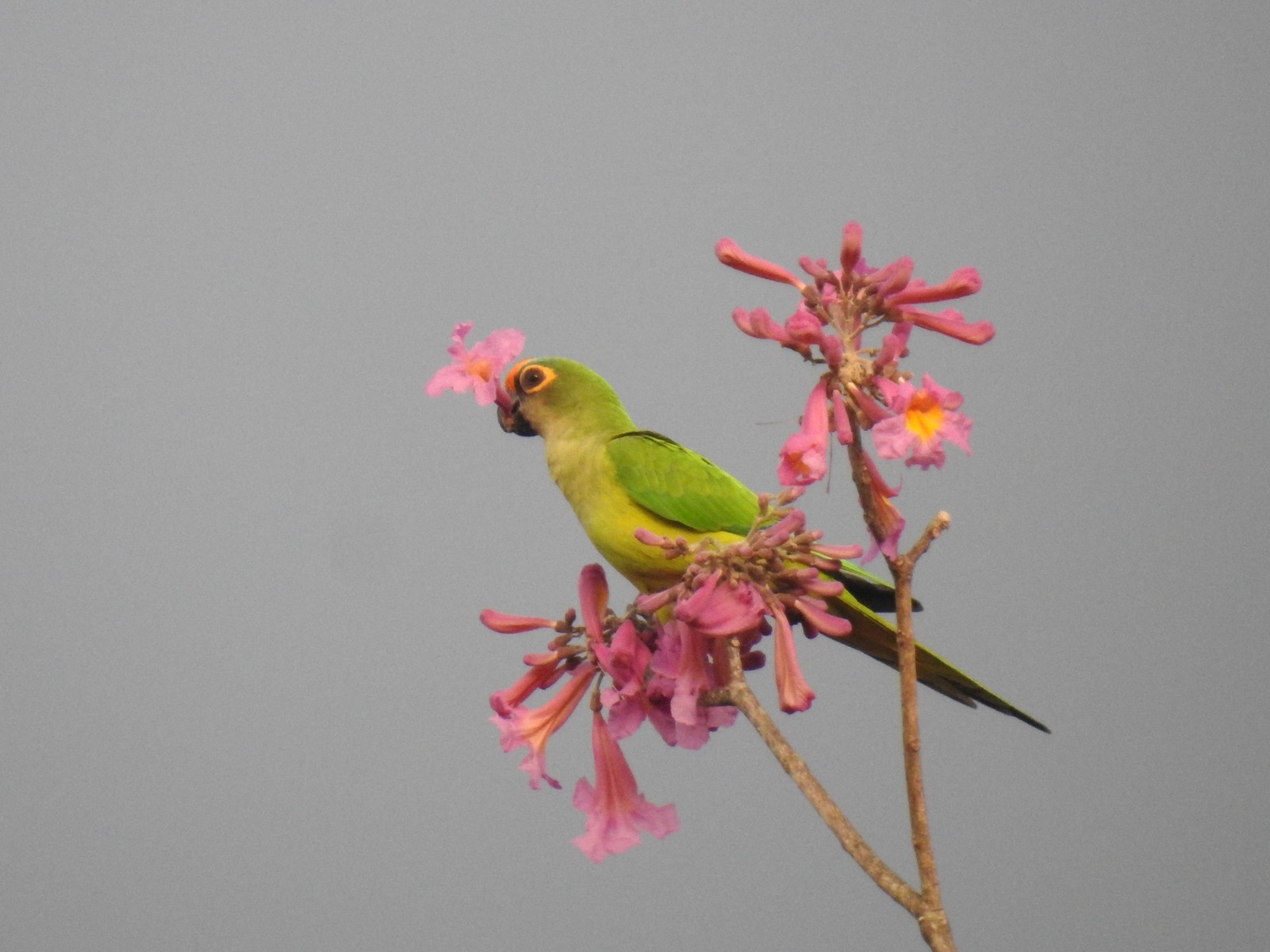 Señal de amor, una flor en la boca. Foto: Carlos Ortega.