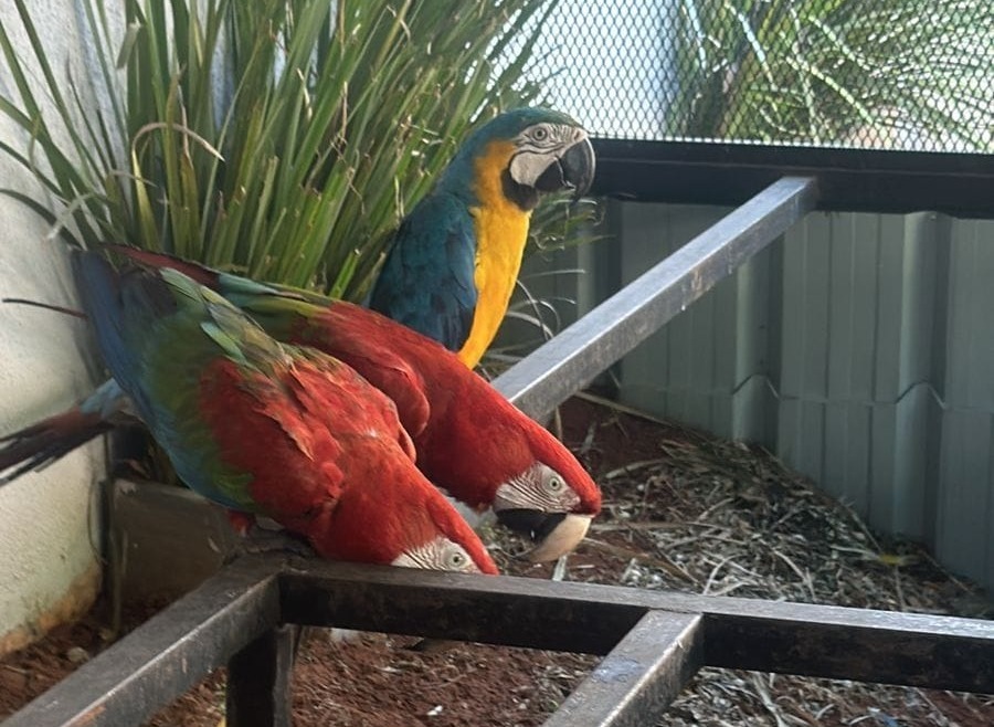 Allanaron la vivienda y encontraron aves exóticas. Foto: Ministerio Público.