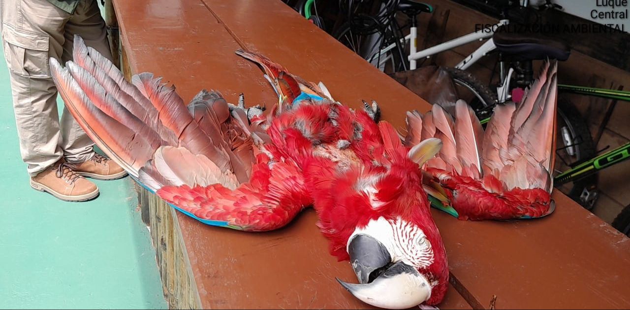 El ejemplar de Guacamayo asesinado. Foto: MADES.