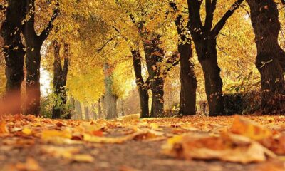 Otoño. Foto: Pixabay.